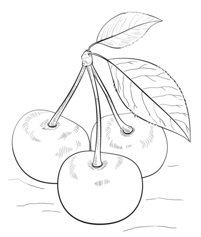 Cherries With Leaves Coloring Page